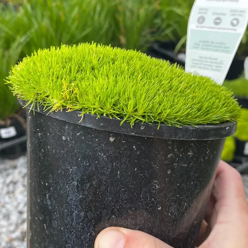 Sagina Subulata