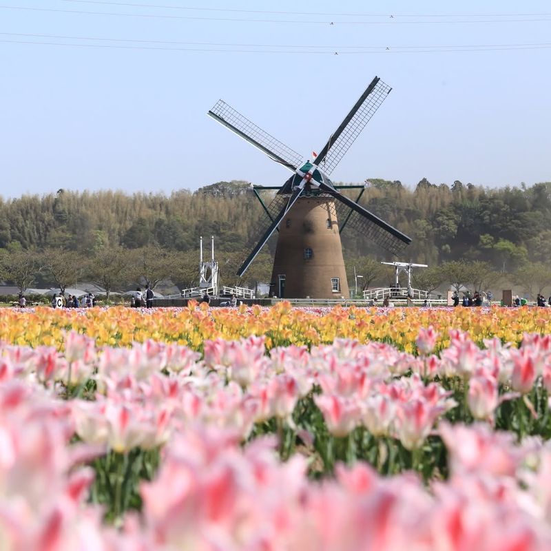 Sakura Tulip Festival, Japan