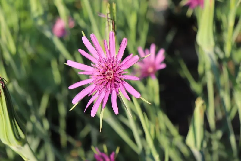 Salsify