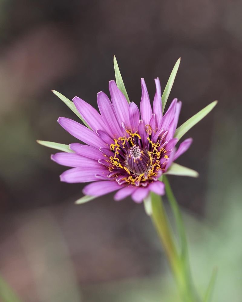 Salsify (Tragopogon porrifolius)