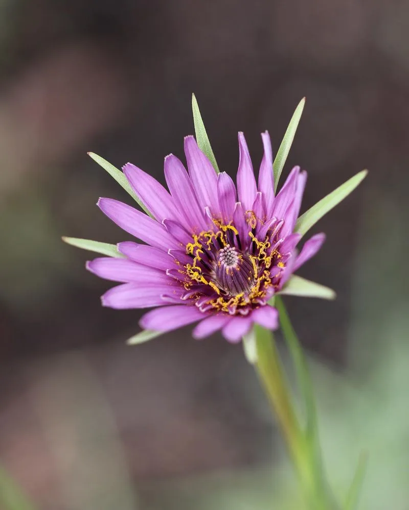 Salsify (Tragopogon porrifolius)