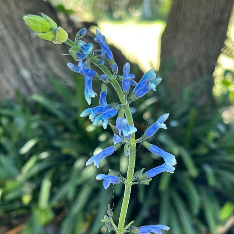 Salvia