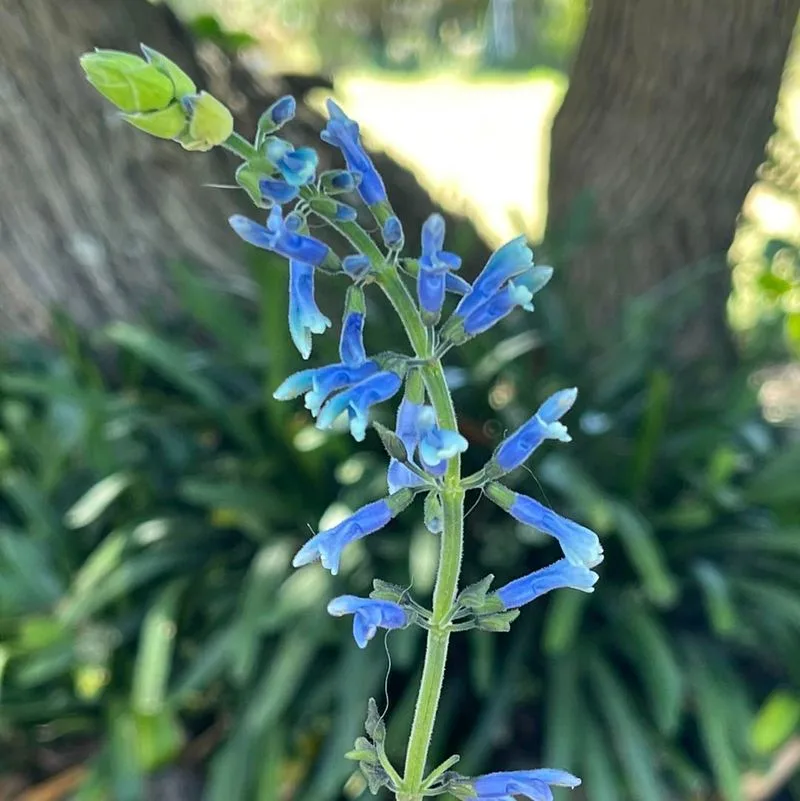 Salvia