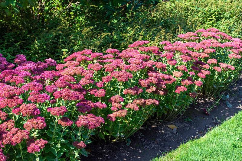 Sedum