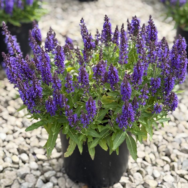 Salvia
