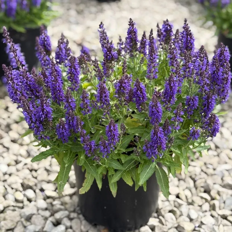 Salvia