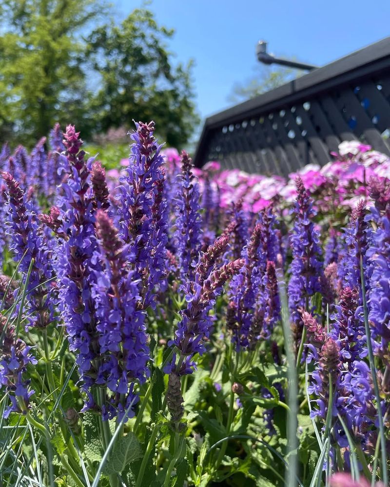 Salvia