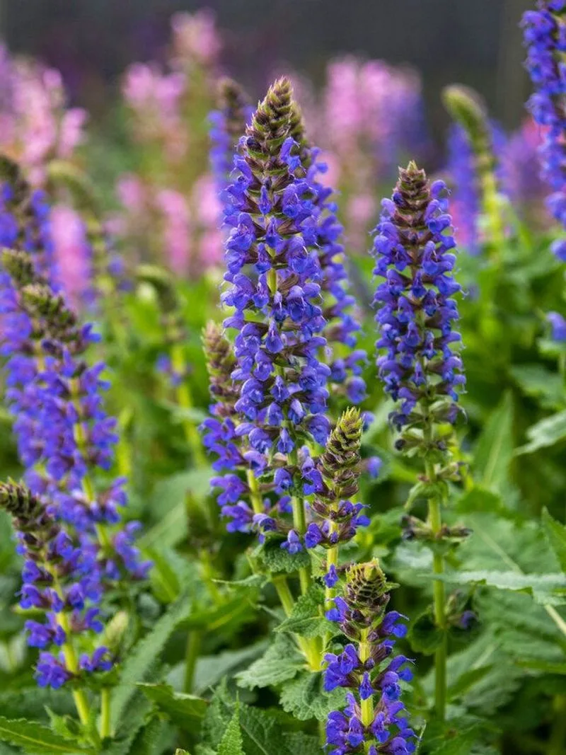 Salvia