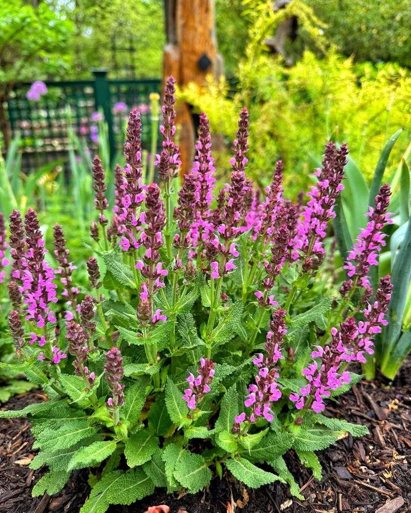 Salvia