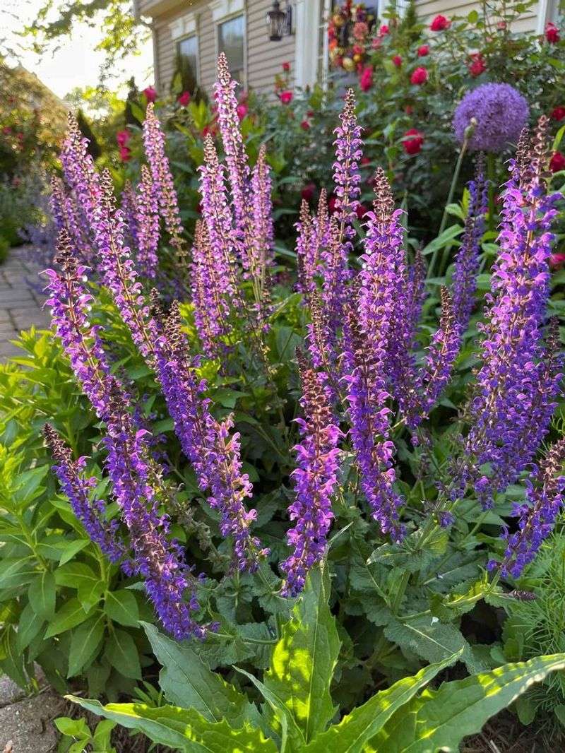 Salvia