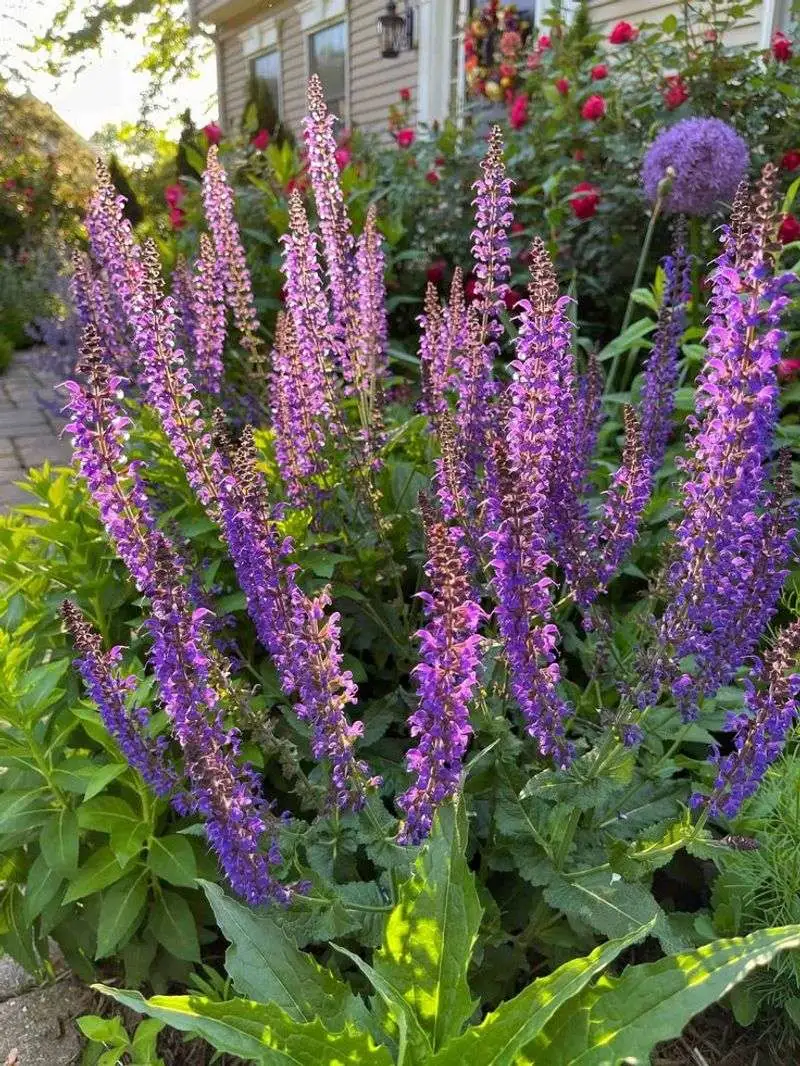 Salvia