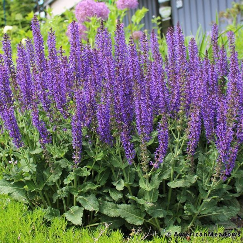 Salvia 'May Night'