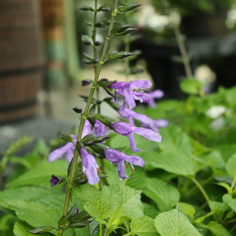 Salvia