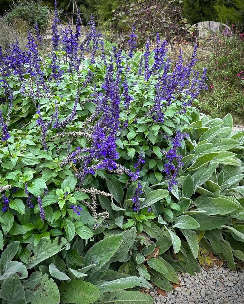Salvia