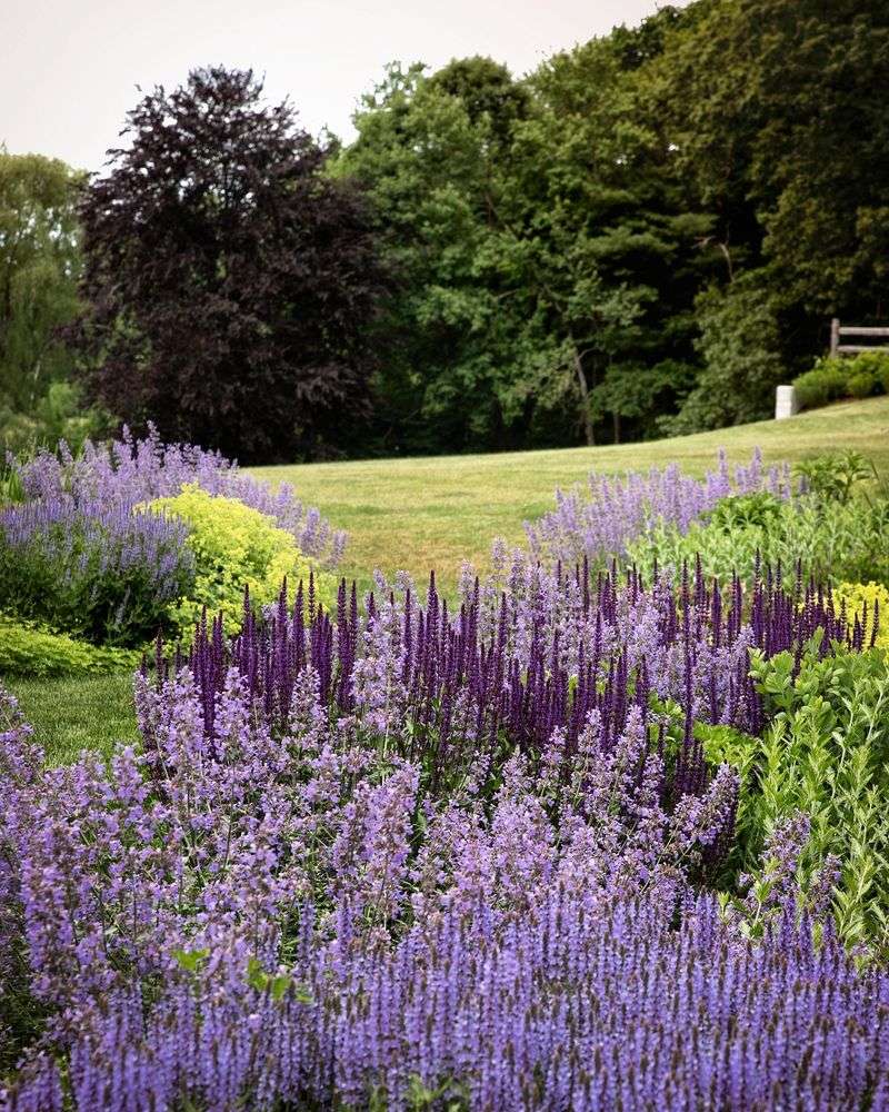 Salvia