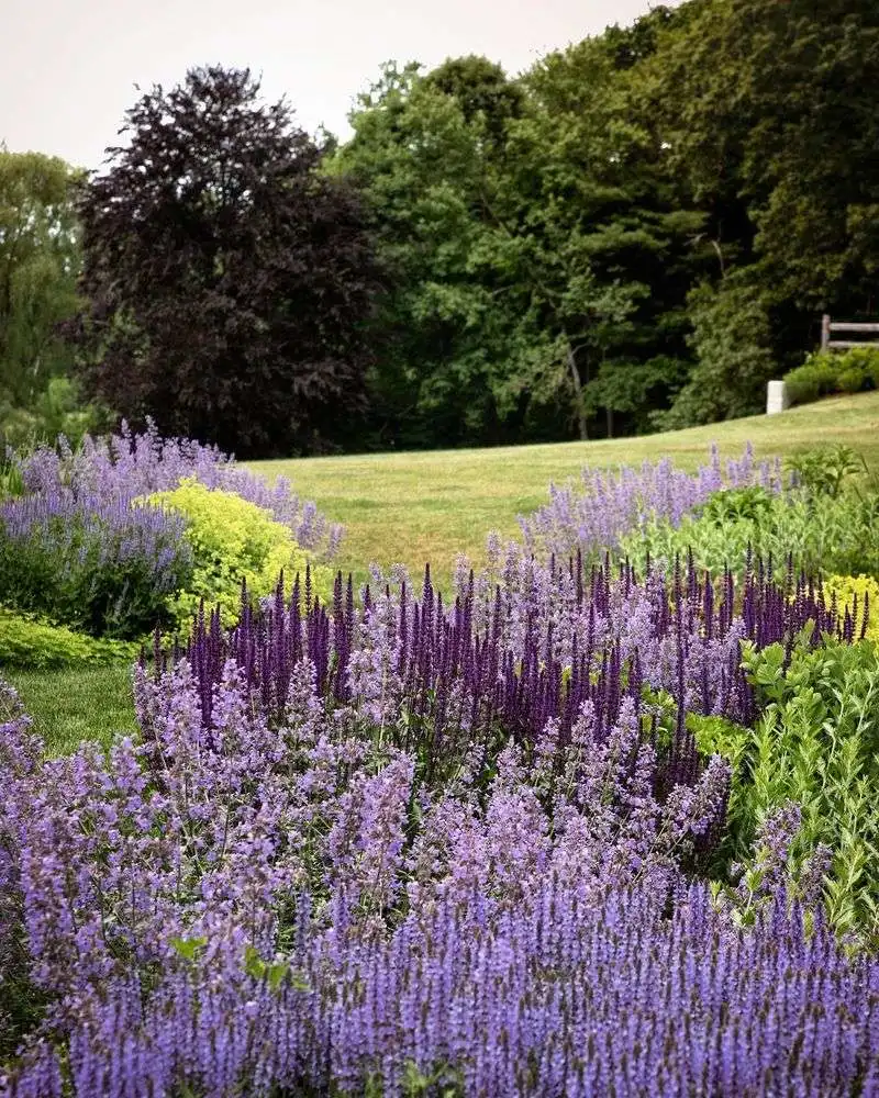 Salvia