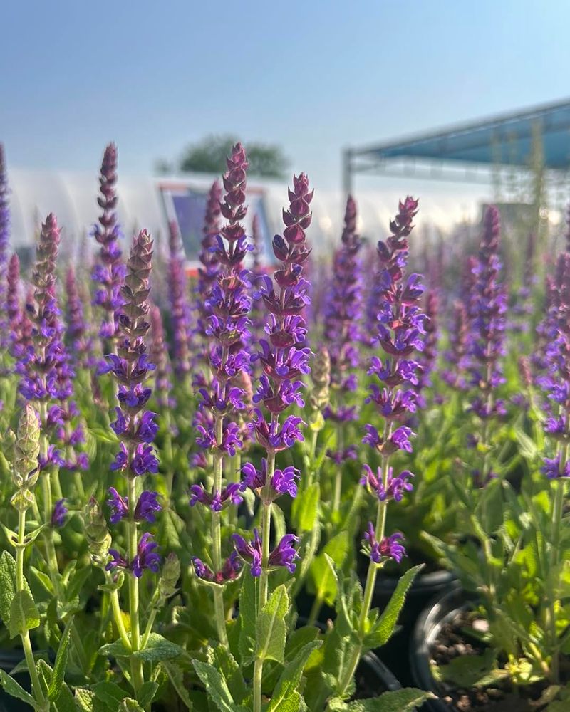 Salvia