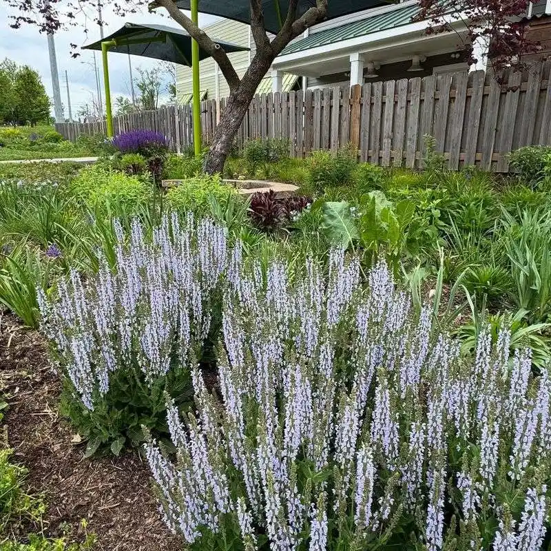 Salvia (Salvia nemorosa)
