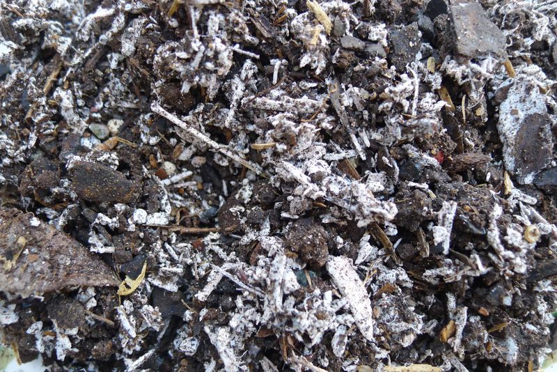 Saprophytic Fungi