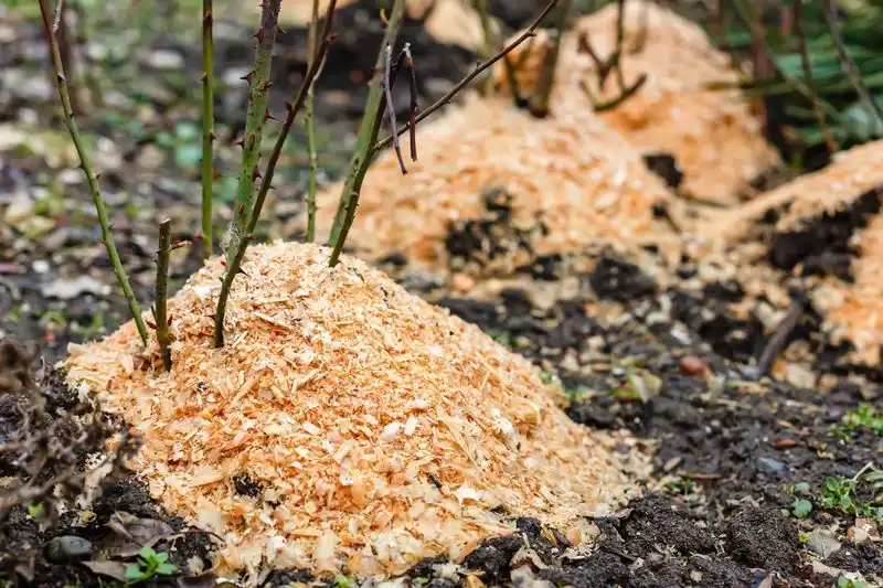 Sawdust