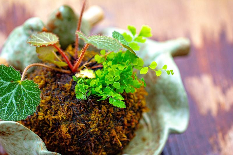 Saxifraga