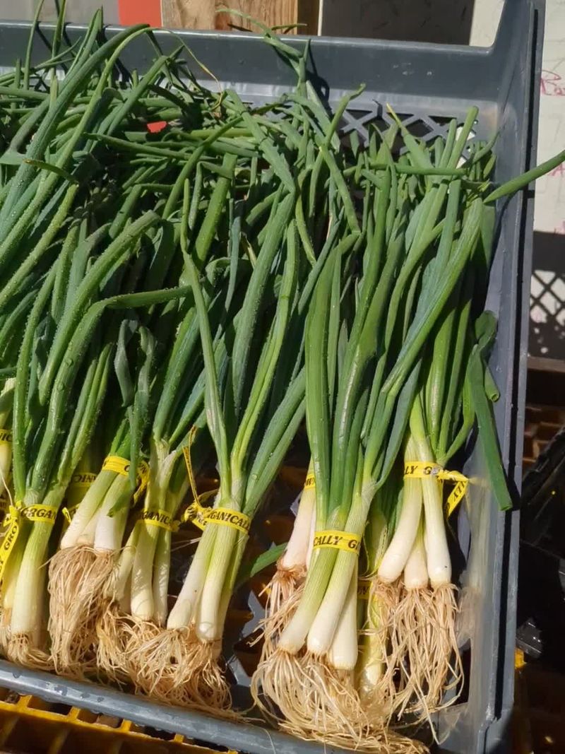 Scallions