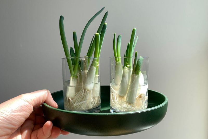 Scallions