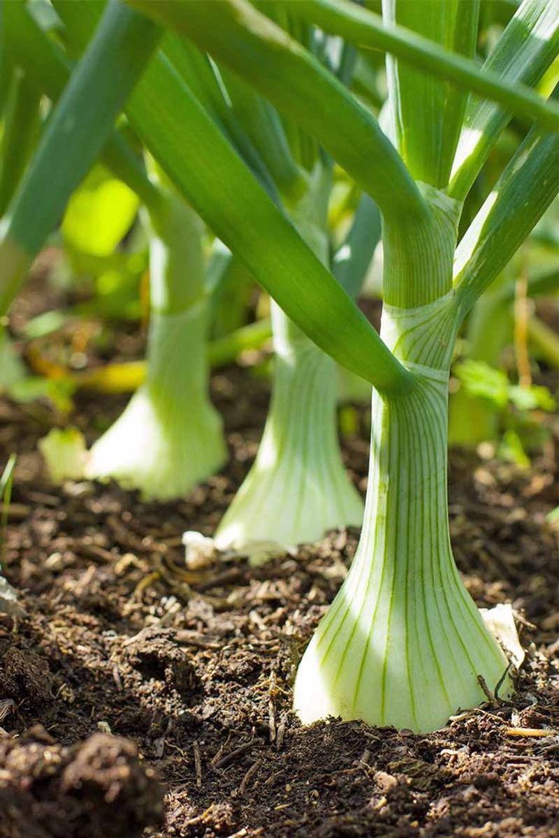Scallions