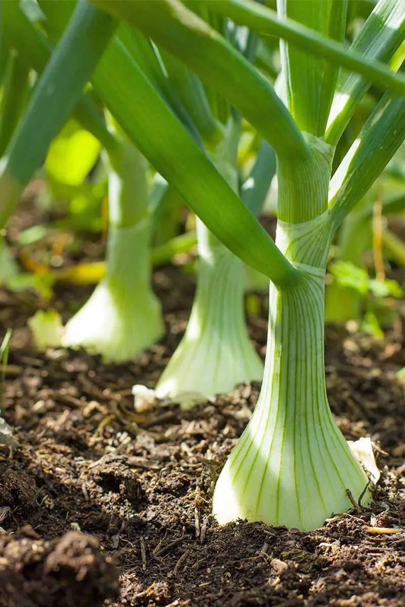 Scallions
