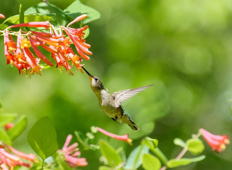 Coral Honeysuckle