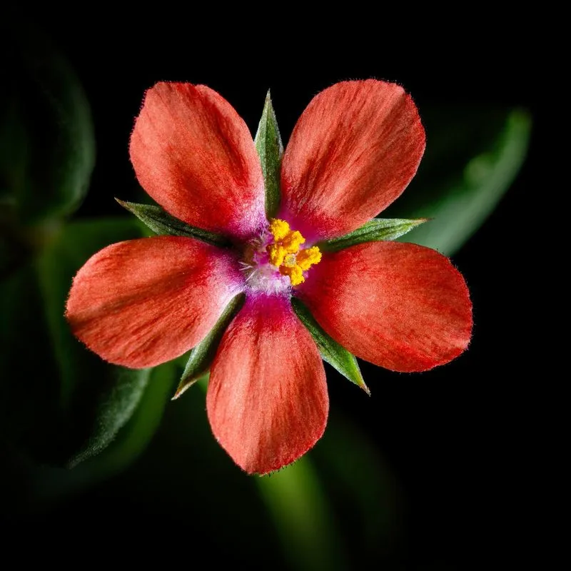 Scarlet Pimpernel
