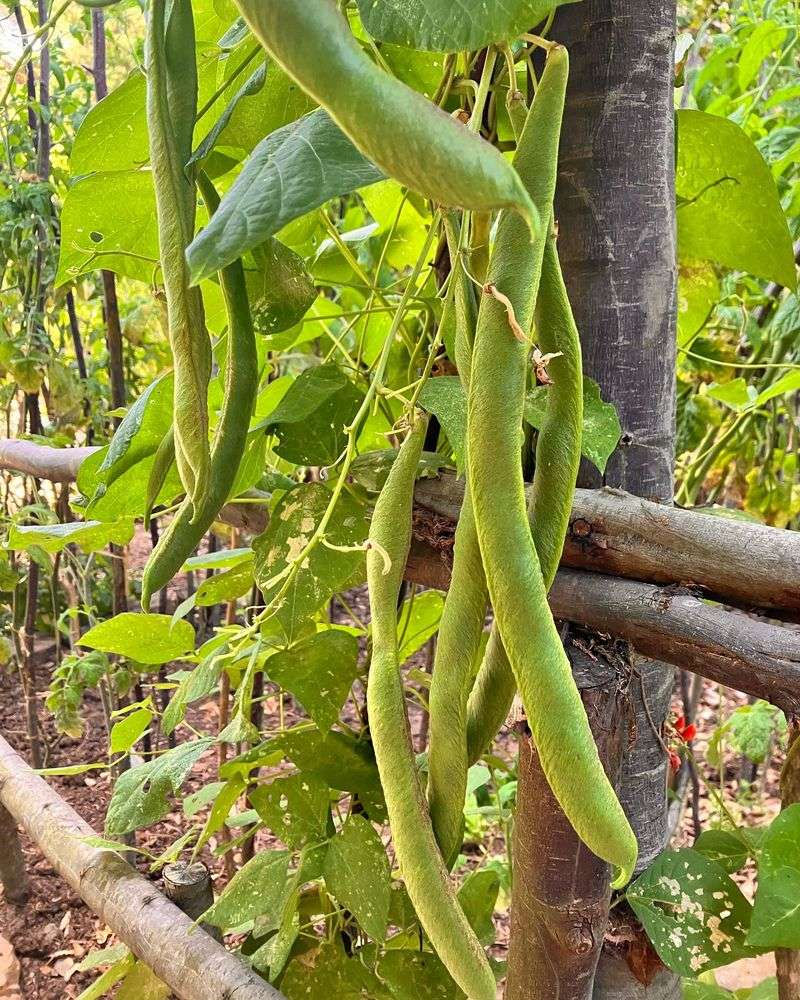Scarlet Runner Bean