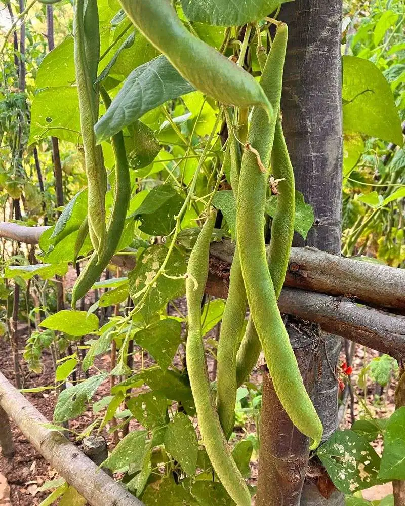 Scarlet Runner Bean