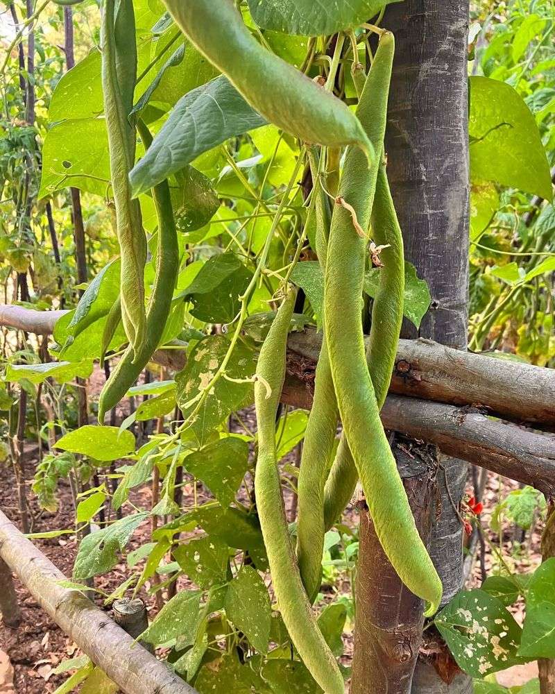 Scarlet Runner Beans