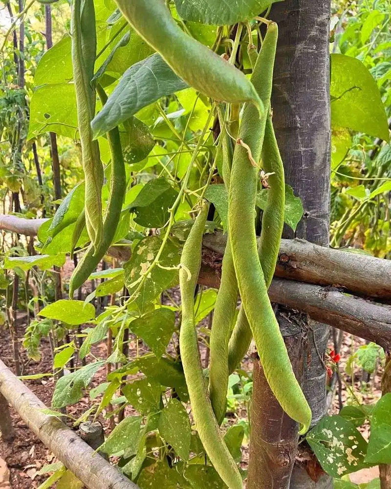 Scarlet Runner Beans