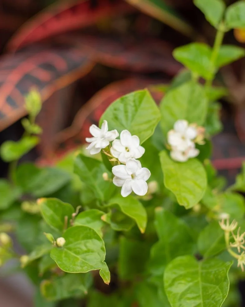 Scent of Freshly Bloomed Jasmine