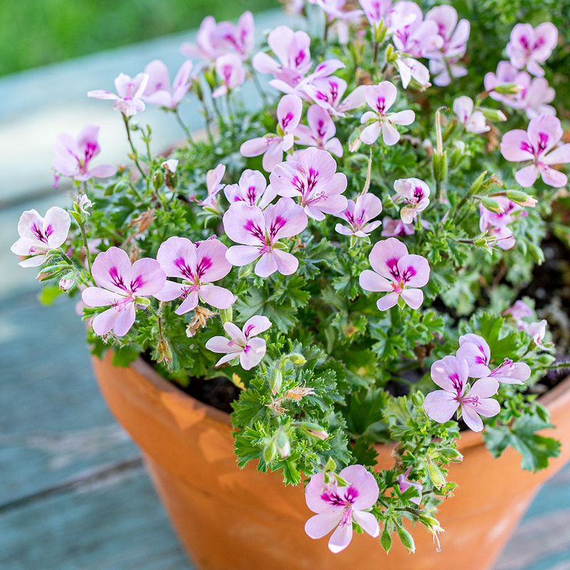 Scented Geranium Pots