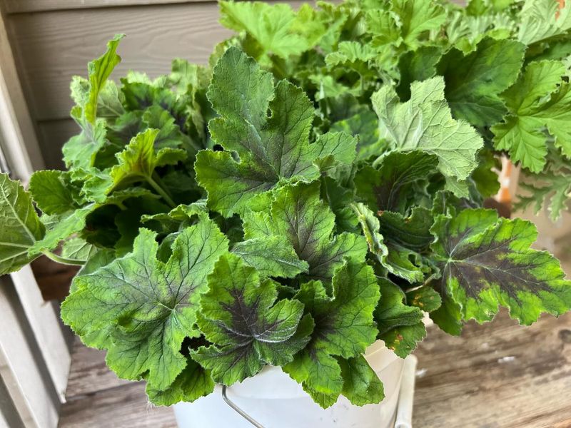 Scented Geranium