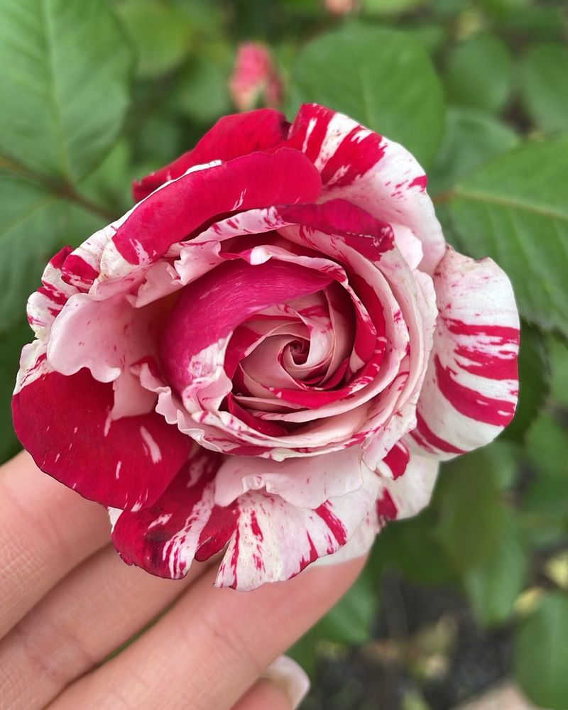 Scentimental Rose