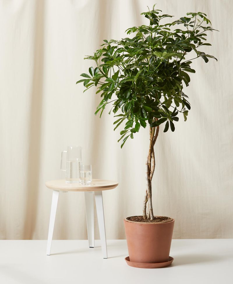 Schefflera