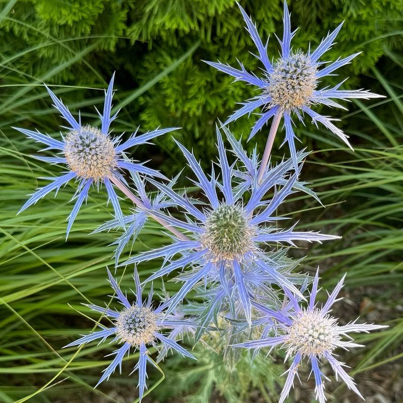 Sea Holly