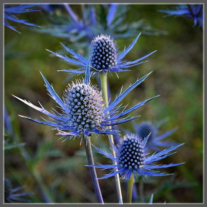 Sea Holly