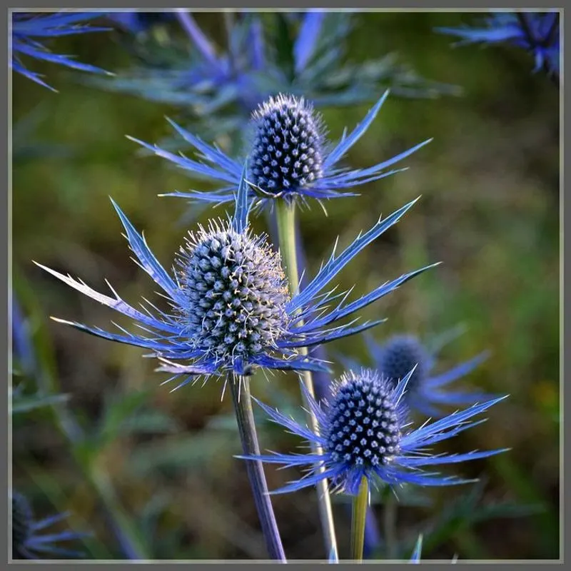 Sea Holly