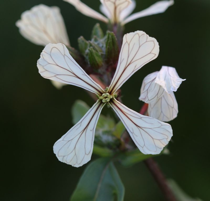 Sea Kale (Crambe maritima)
