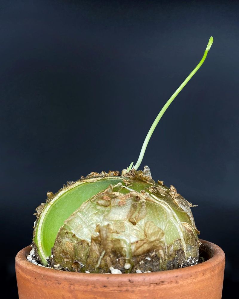 Sea Onion