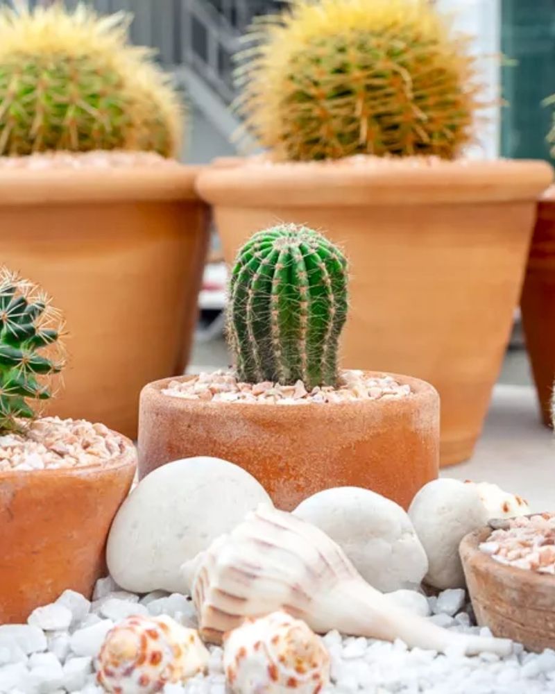 Seashells