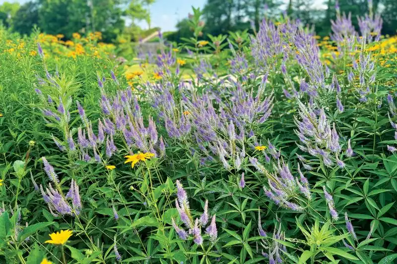 Seasonal Blooms