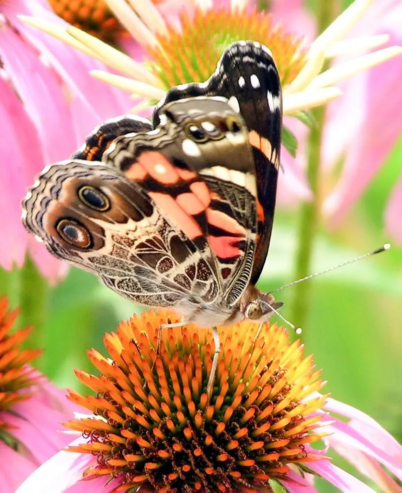 Wildlife Wonders