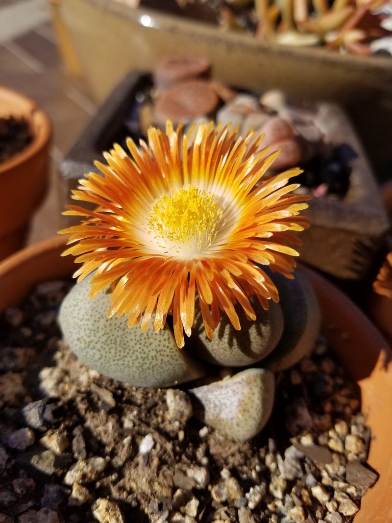 Seasonal Mimicry