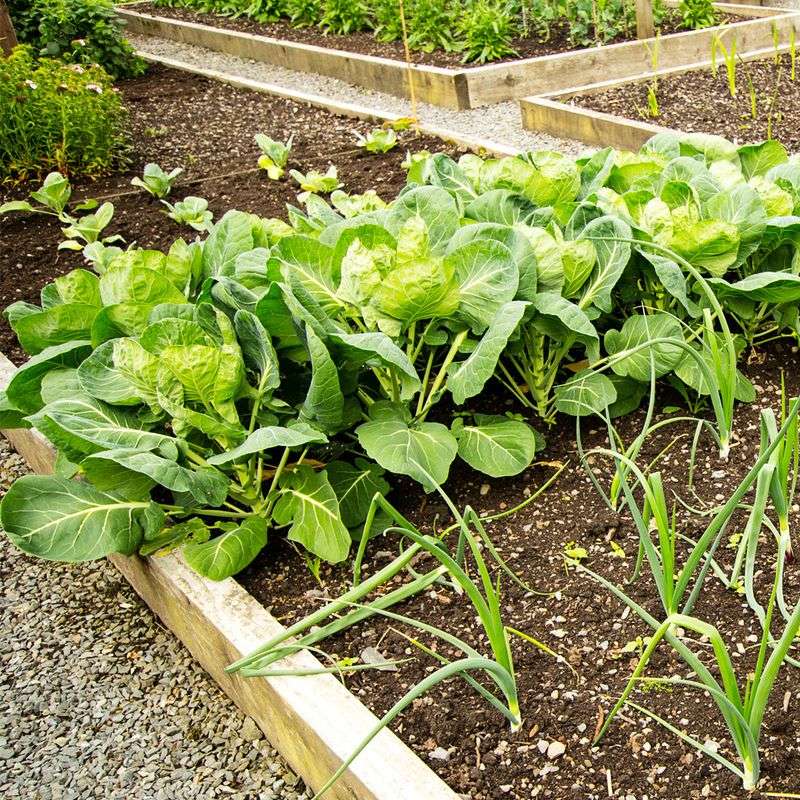 Seasonal Plant Rotation